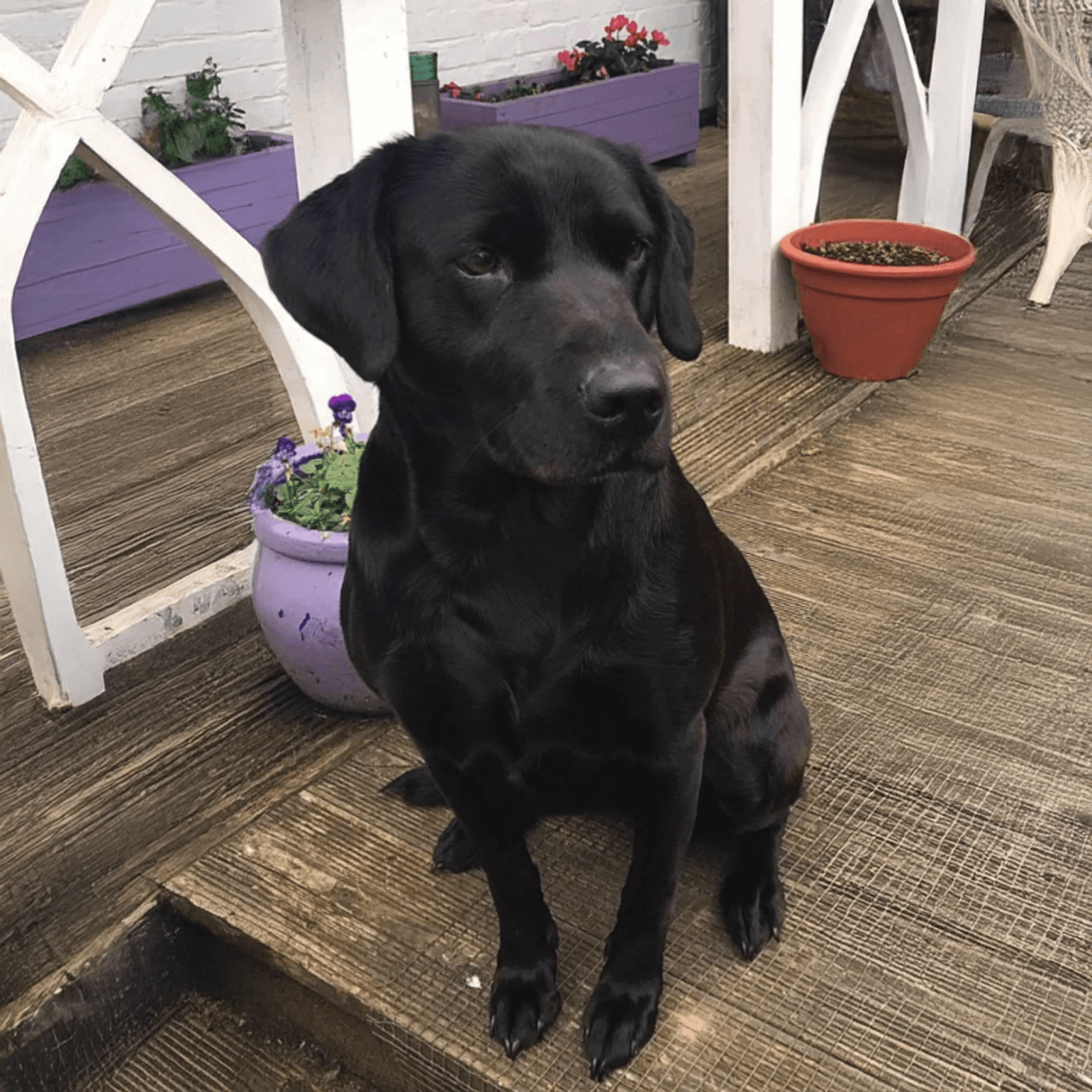 Meet Peggy Banner Image